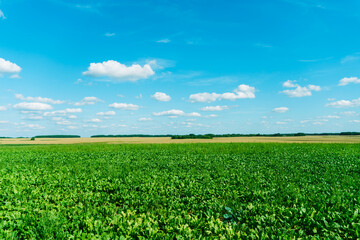 Fluffy white clouds over a young agricultural field.  Hilly fields against the background of the forest illuminated by the setting sun.