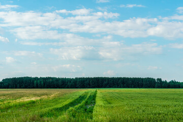 Fluffy white clouds over a young agricultural field.  Hilly fields against the background of the forest illuminated by the setting sun.