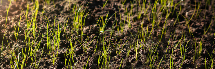 Agricultural field. Young plant of wheat or cereal crop, close-up.