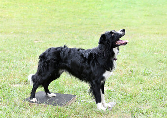 obedience training for border collie