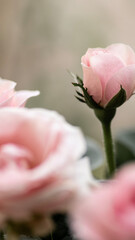 rosa rosen close up rosenbusch dornen grün feier fest deko blumen geschenk überraschung 