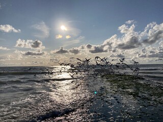 Sun, waves and seagulls at the north sea