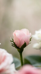 Fototapeta na wymiar rosa rosen close up rosenbusch dornen grün feier fest deko blumen geschenk überraschung 