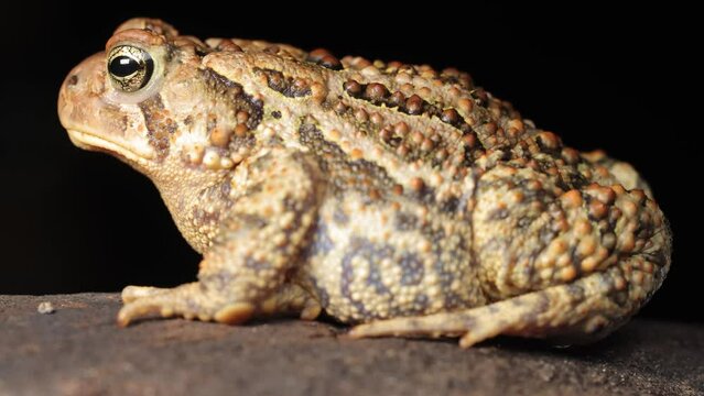 Close-up shot of an  American Toad. Shot in Minnesota.