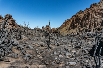 Nature after fire. Black burnt landscape of national park of Teide