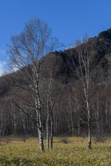 初冬の奥日光の白樺