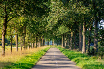Fototapeta na wymiar Small street with trees trunk along the way and soft sunlight in morning, Summer landscape view of a row of tree on both side of the road in Dutch countryside in province of Overijssel, Netherlands.