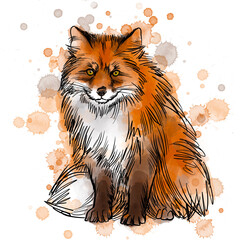 Digital illustration of red fox portrait with watercolor spots isolated on white. 