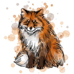Vector illustration of red fox portrait with watercolor spots