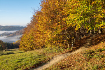 Fototapeta na wymiar Footpath leading to a beautiful autumn forest.