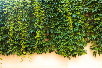 Parthenocissus hanging from the wall of an old house, space for text.