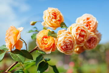 Close up of blooming orange roses flowers in summer garden. English Crown Princess Margareta rose cluster in blossom