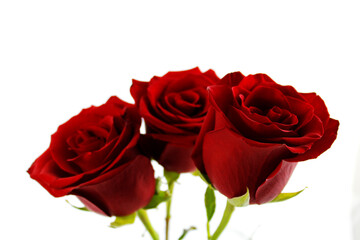 Detail of beautiful red roses