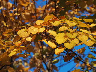 秋　桂の木の紅葉
