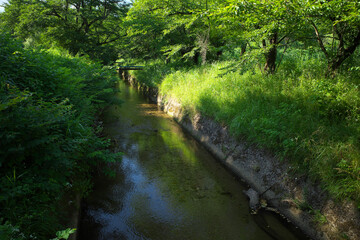 Fototapeta na wymiar 緑あふれる水路