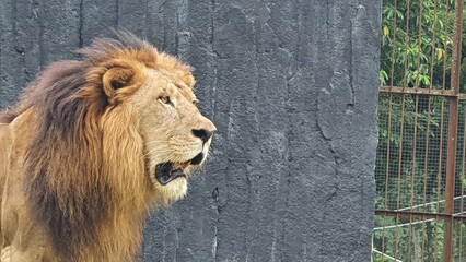 Dangerous Majestic Lion Spying from Cage Looking for A Prey