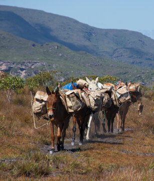 Tropa de Mulas na Chapada Diamantina, Brasil. Mules at chapada Diamantina, Brazil.