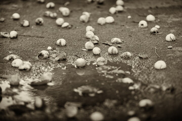 July month, Kyiv city, Ukraine, many ripe apricots lie on the asphalt after the rain.