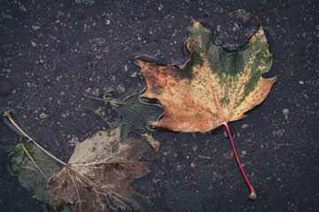 Fallen leaves in a puddle