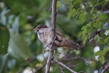 a small bird perched on a tree branch