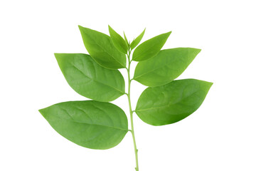 Green leaves, Star gooseberry leaf or Phyllanthus acidus leaves isolated on white background with clipping path.