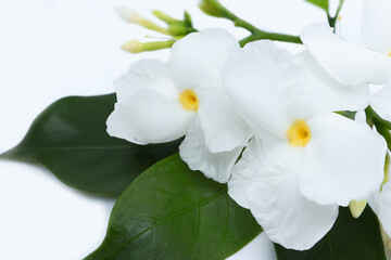 Naklejka na ściany i meble Beautiful white flower. Small beautiful white Gardenia jasminoides, Tabernaemontana divaricata (Apocynaceae) on a white background.
