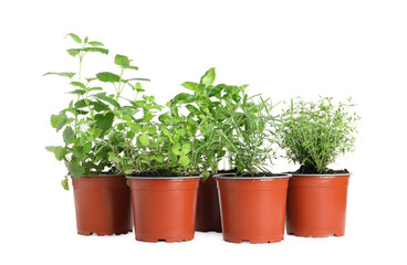 Different aromatic potted herbs on white background