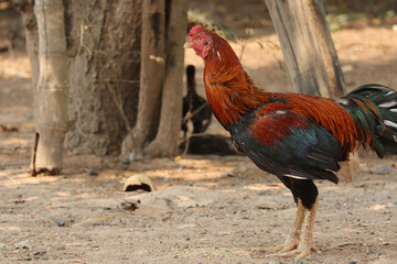 Chicken mother hen with cute brown coloured chicks foraging. The ferret chickens look for paddy on ground. Countryside