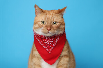 Cute ginger cat with bandana on light blue background. Adorable pet