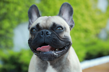 Fototapeta premium Cute French bulldog outdoors, closeup. Lovely pet