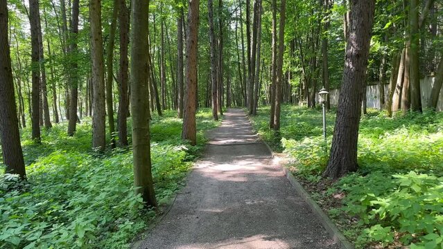 Walk along a forest path between tall trees