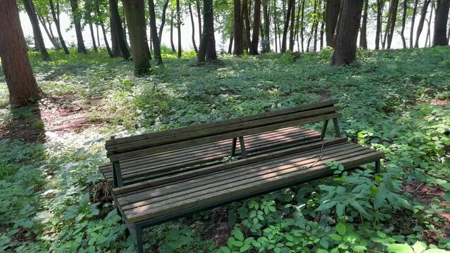 A bench among the trees in the park
