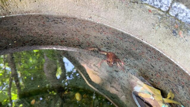 A frog in a well with clear water