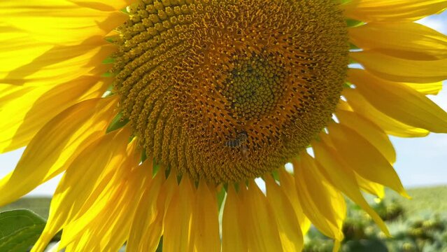 A bee on a sunflower flower