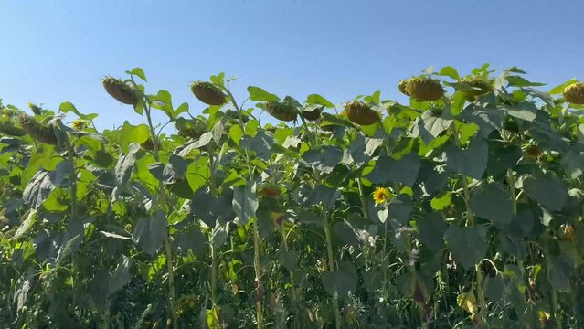 Driving past fields of tall ripening sunflowers 
