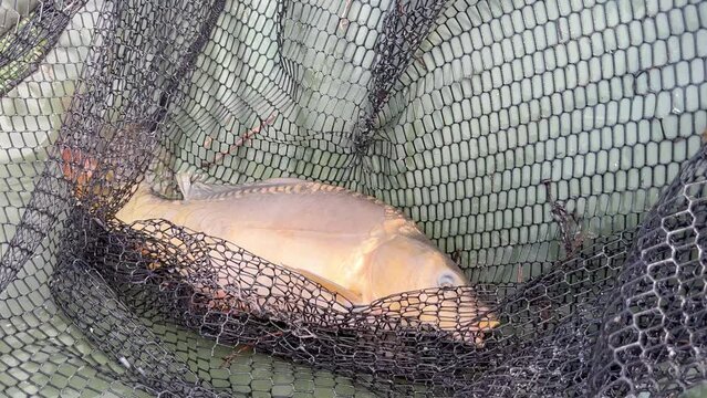 Mirror carp. Freshly caught golden carp fish