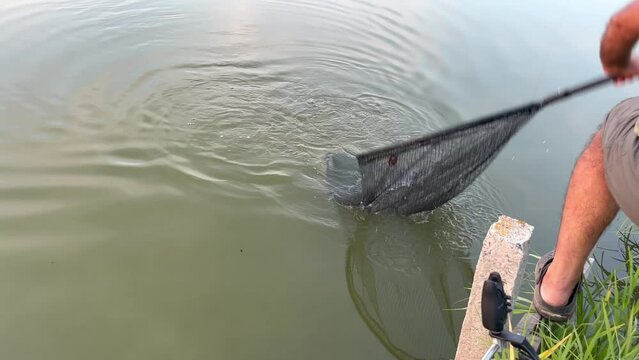 Catching fish in a carp net