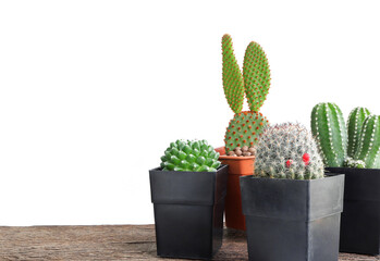 Set of succulent plant in pot. Succulents and cactus on wooden table with space for text. beautiful houseplant