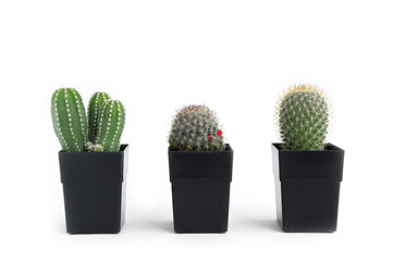 Cactus, Set of Cactus plant in black pots on white background. beautiful houseplant 