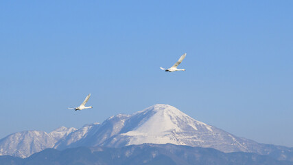 Obraz premium コハクチョウ, 伊吹山, 雪,雪山,積雪,白銀, 自然, 風景, 鳥, 空, フライング,群れ,北琵琶湖,湖北,冬,渡り,渡り鳥,飛翔