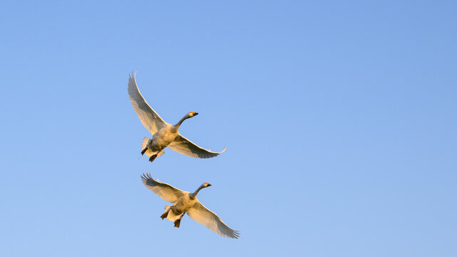 コハクチョウ,  夕日, オレンジ,反射,自然, 風景,  鳥,  空, フライング,群れ,北琵琶湖,湖北,冬,渡り,渡り鳥,飛翔
