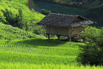 Fototapeta na wymiar Beautiful scenery of Ban pa pong piang rice terraces. Rice fields on a hill with view of mount at Mae Chem of Chiang Mai. beautiful rice terraces in Thailand