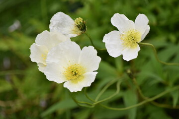 white and yellow wildflower