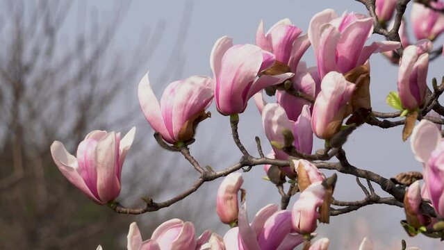 Beautiful magnolia flowers in spring