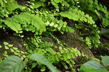 Green leaves of Adiantum raddianum (adiantum Venus hair) plant. The natural texture of leaves of the Adiantum raddianum, Maidenhair fern in the forest.