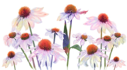 Digital Watercolor Painting of Pink Daisy Flowers on White Background