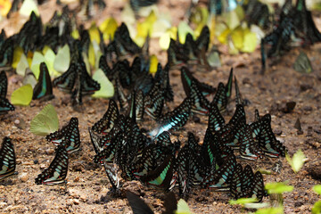 Group of beautiful butterfly puddling on the ground at Pang Sida National Park, Sa Kaeo Province, Thailand.