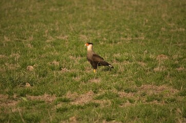 Carancho (Caracara plancus plancus). Ave de presa sudamericana