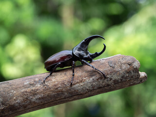 Hercules beetle insect on bamboo