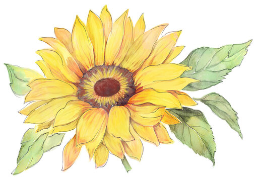 Sunflower Watercolor on White Background. Digital Illustration.